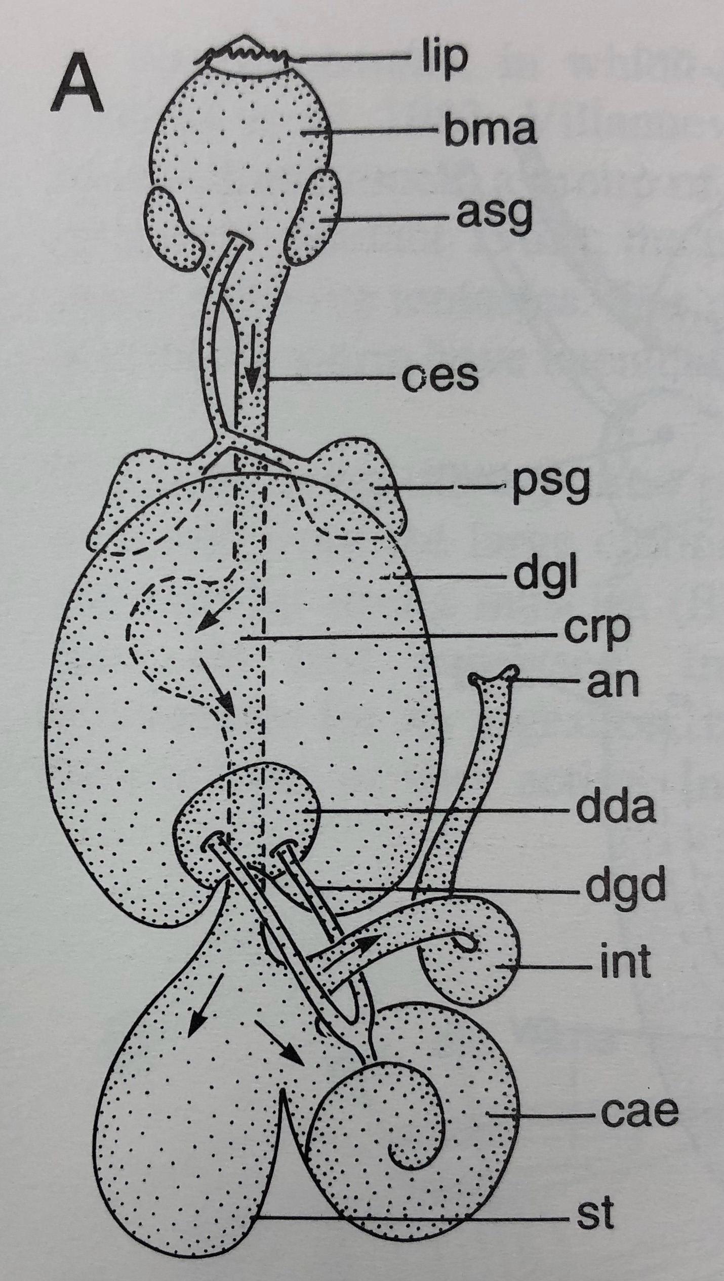 figure image